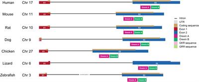 Evolution of Orexin Neuropeptide System: Structure and Function